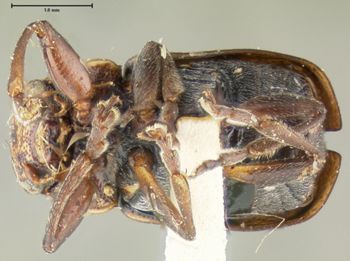 Media type: image;   Entomology 24938 Aspect: habitus ventral view